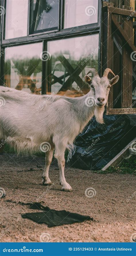 6 A Sleepy Goat Stands Near A Farm House And Looks At The Camera And