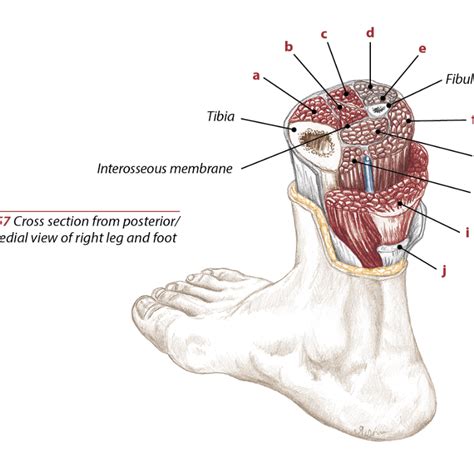 Tibialis Posterior Origin And Insertion