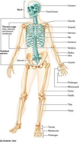 Chapter 7 Axial Skeleton Flashcards Quizlet