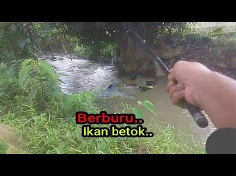 Berburu Ikan Betok Ikan Wader Di Paritan Sawah Petualangikanwader