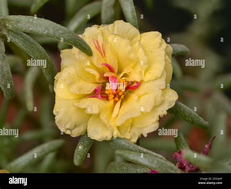 Close Up View Of A Yellow Portulaca Flower Portulaca Grandiflora Stock