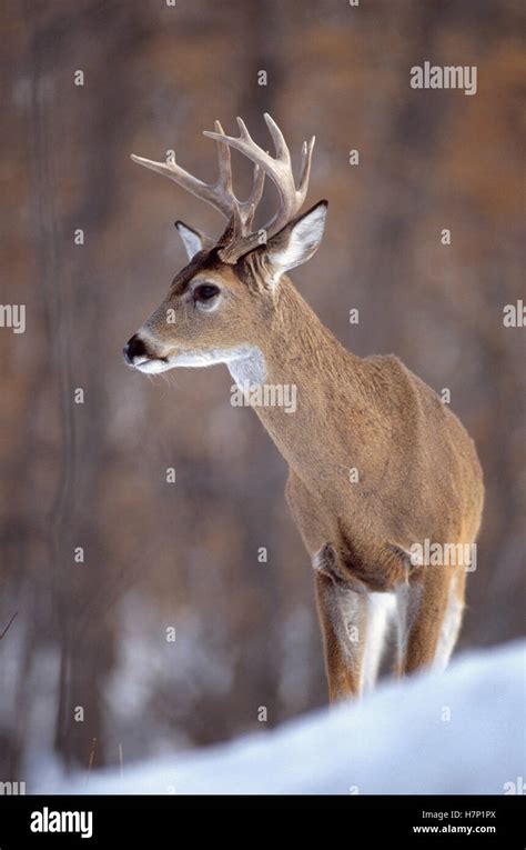 White Tailed Deer Odocoileus Virginianus Buck Minnesota Stock Photo