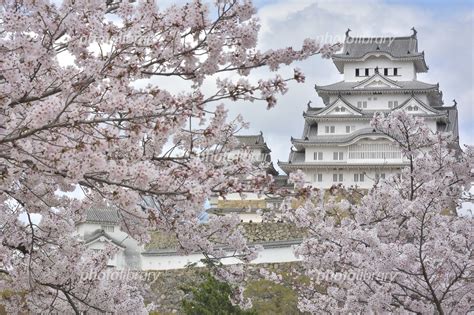 世界遺産 国宝 姫路城 桜 写真素材 5988231 フォトライブラリー Photolibrary