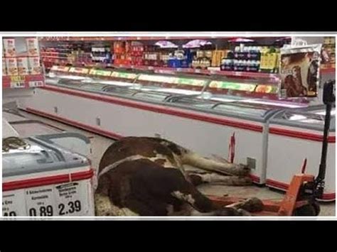 Mucca Fugge Dal Mattatoio E Si Rifugia In Un Supermercato Uccisa La