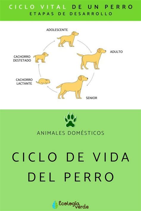 Ciclo De Vida Del Perro Etapas De Desarrollo Ciclos De Vida Lecciones De Lectura Vida