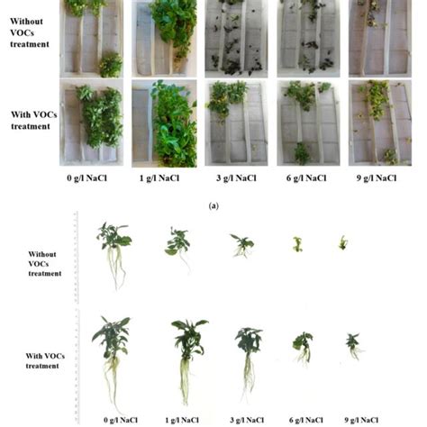 Morphology Of Ocimum Basilicum Plants Treated With Volatiles Emitted By