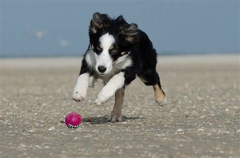 Are Border Collies Smart Heres Why Theyre The Smartest