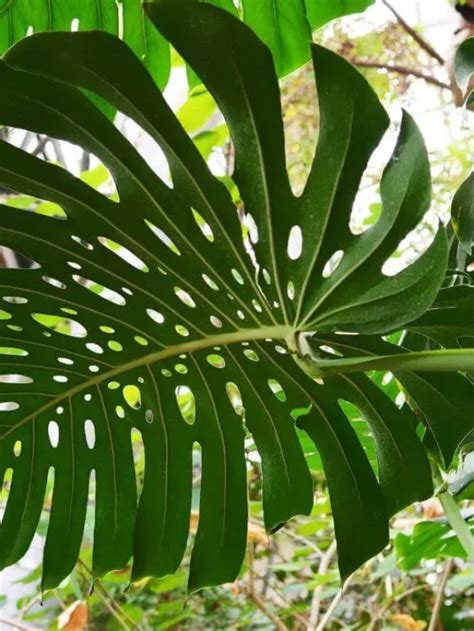 Monstera Deliciosa ou Costela de adão Terragam