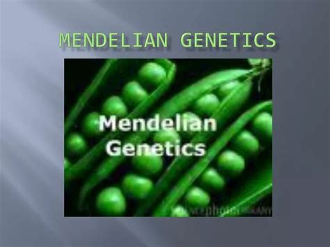 Ppt Mendelian Genetics Powerpoint Presentation Free Download Id 4674942