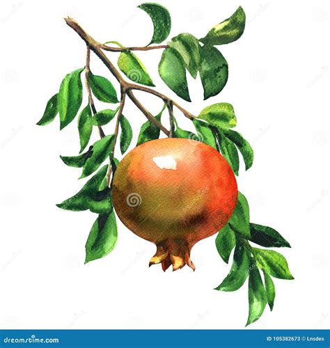 Ripe Red Pomegranate Fruit On A Branch With Leaves Isolated Watercolor