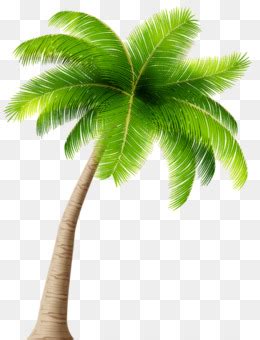 Asiatico Palmyra Palm Data Di Palme Di Cocco Babassu Clip Art Foglia