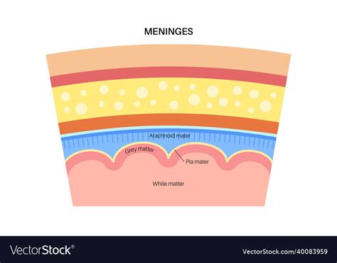 Meninges Anatomy Diagram Royalty Free Vector Image