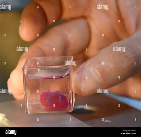 Dr Assaf Shapira Holds A 3D Printed Heart In What Israeli Scientist