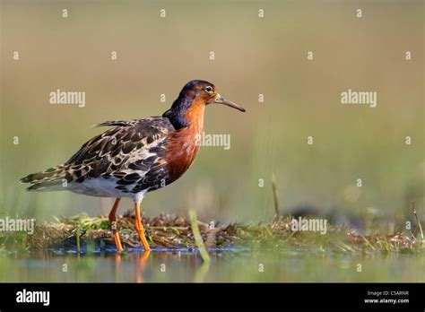 Male Ruff Philomachus Pugnax In Breeding Plumage Spring Europe