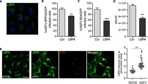 Frontiers Insights Into The Function Of Escrt Complex And Lbpa In