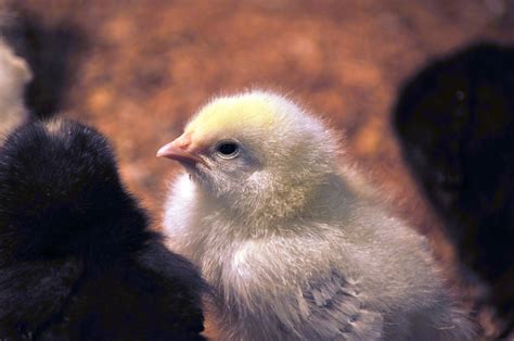 Baby Chick Free Stock Photo - Public Domain Pictures