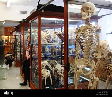 Natural History Specimens Hi Res Stock Photography And Images Alamy