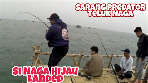 Predator Penghuni Teluk Naga Berhasil Landed Mancing Di Bagan