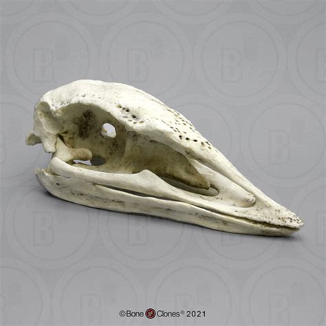 Elephant Bird Skull - Bone Clones - Osteological Reproductions