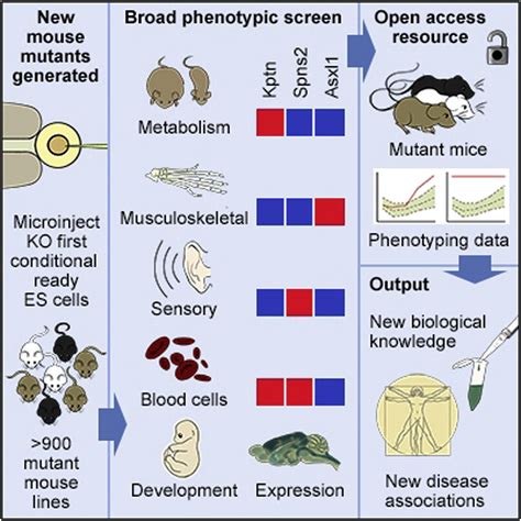 Genome Wide Generation And Systematic Phenotyping Of Knockout Mice