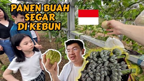 Panen Buah Di Kebun Bersama Keluarga Edisi Mudik Indonesia Youtube