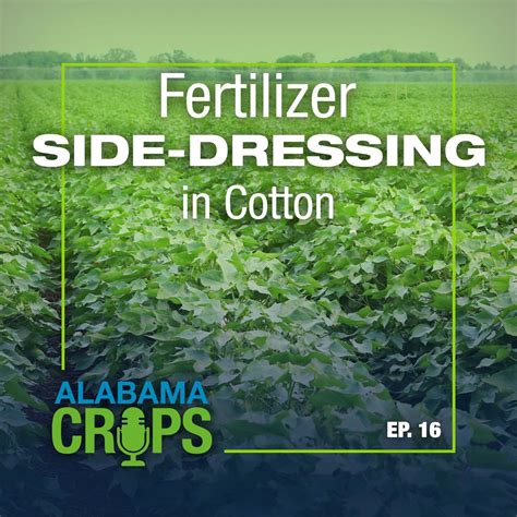 Episode Fertilizer Side Dressing In Cotton Alabama Cooperative