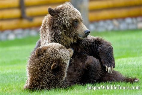 Jasper Wildlife Tours