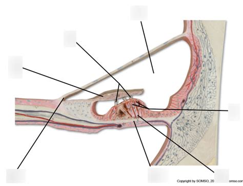 Spinal Organ Of Corti Diagram Quizlet