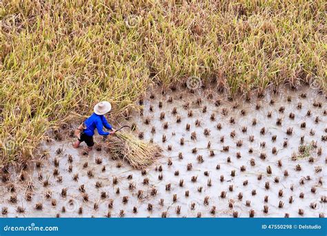 Farmer Working In A Paddy Rice Field During Harvest Stock Photo Image