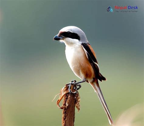 Long-tailed Shrike: Masterful Predator with Elegance | Nepal Desk