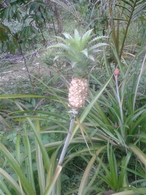 Qalisya Noyue Pokok Nanas Batu Aka Nanas Kecil