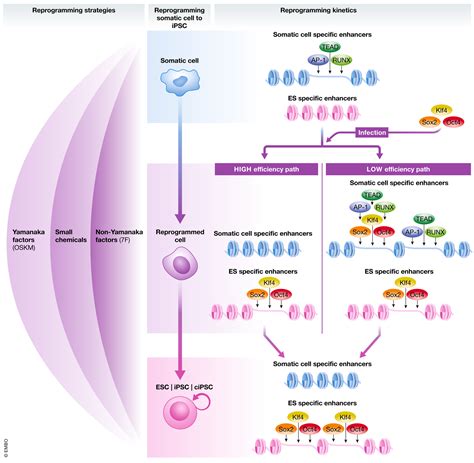 Chromatin Accessibility Dynamics During Cell Fate Reprogramming Embo