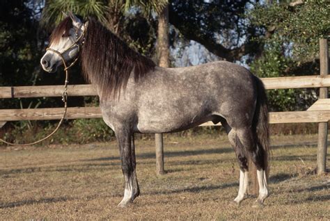 Peruvian Paso Horse