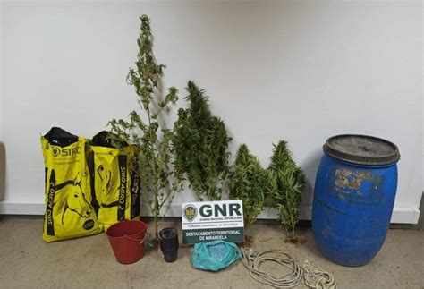 Gnr Apreende Plantas De Can Bis Em Mirandela Canal N