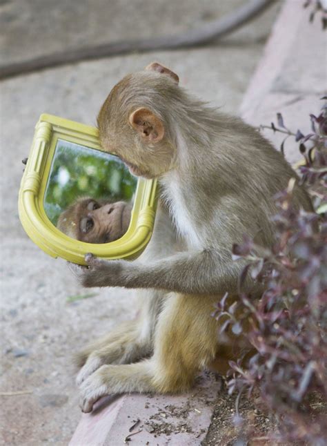 Animal Self Awareness The Mirror Test The Mirror Test Was Developed By