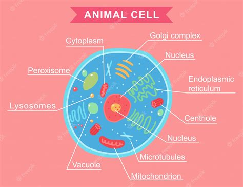 Premium Vector Animal Cell Anatomy Cartoon Illustration Isolated On