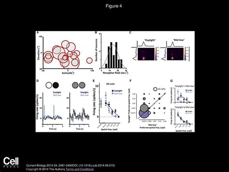 Melanopsin Driven Light Adaptation In Mouse Vision Ppt Download