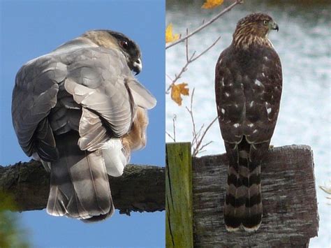 Toronto Wildlife Hawks