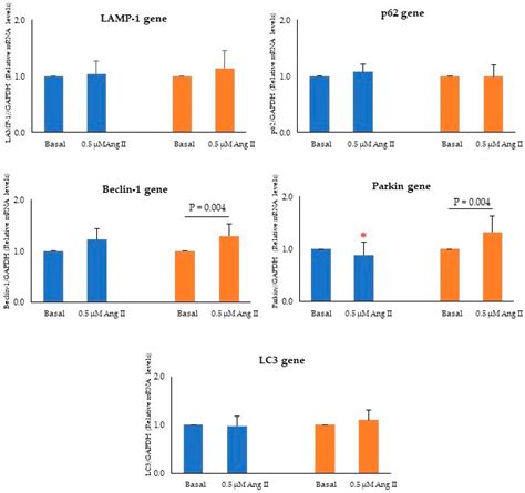 Ijms Free Full Text Sex Influence On Autophagy Markers And Mirnas