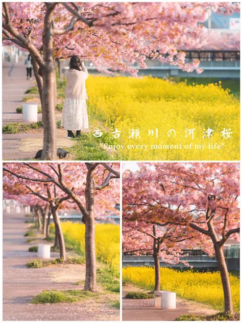 【愛知県】3月に見れる！早咲き桜「西古瀬川の河津桜」🌸 たーにーが投稿したフォトブック Lemon8