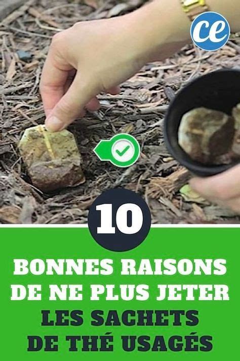 Ne Jetez Plus Vos Sachets De Th Bonnes Raisons De Les Planter Dans