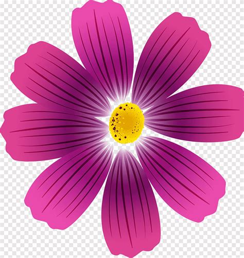 Flower Cosmos Painting Drawing Petal Cosmos Flower Purple Herbaceous