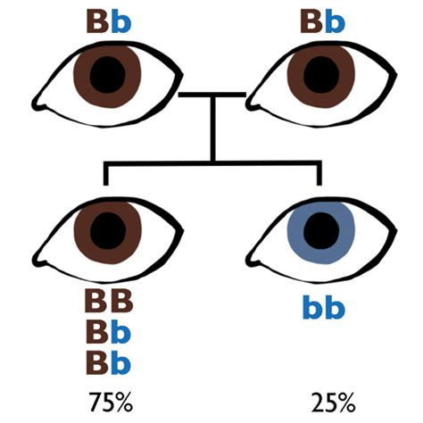 Can Brown And Blue Eyes Combine To Create Hazel Eyes?