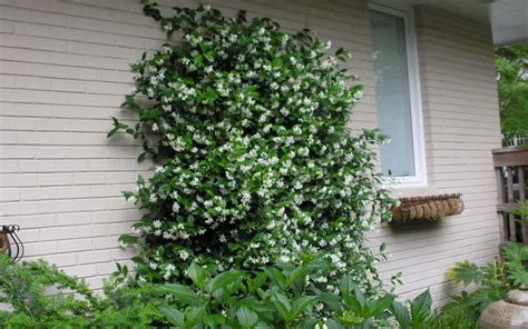 Buy Confederate Jasmine Vine Trachelospermum Jasminoides Free