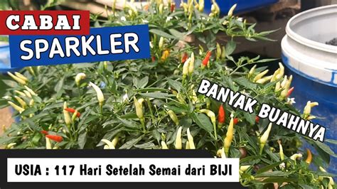 Hss Cara Menanam Cabai Sparkler Dengan Sistem Wick Hydroponik