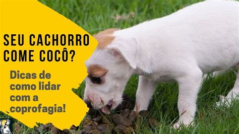 Seu cachorro come cocô Como tratar a coprofagia em cães YouTube