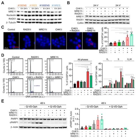 Cancers Free Full Text The Targeting Of Mre Or Rad Sensitizes