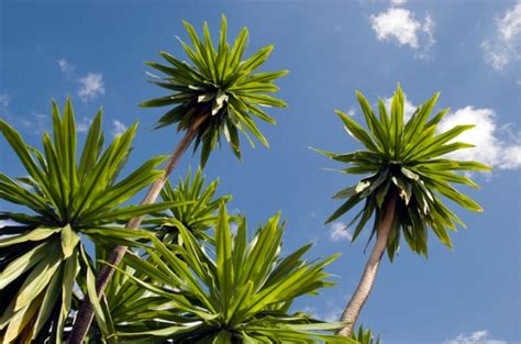 ᐅ Yucca Palme Krankheiten erkennen und bekämpfen