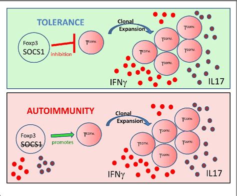 Figure From Regulation Of Interferon Gamma Signaling By Suppressors