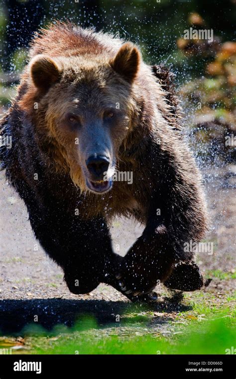 Grizzly bear angry hi-res stock photography and images - Alamy